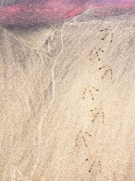 BIRD TRACKS AND SAND PATTERNS - LONG POINT BEACH - LARRY'S TENSET, 2016