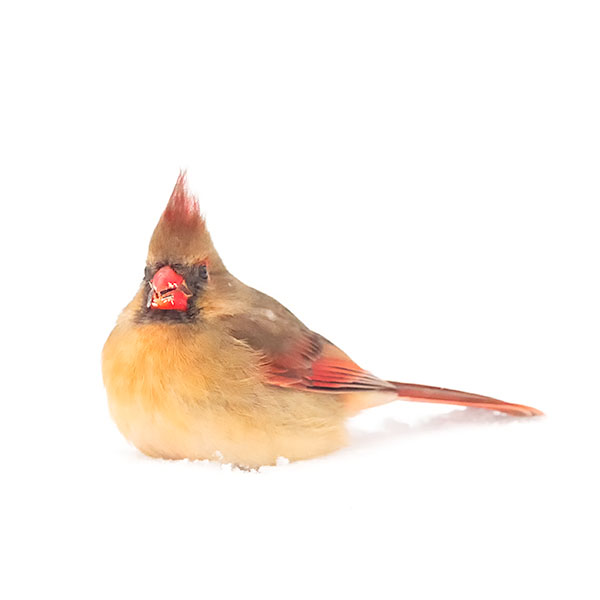 FEMALE CARDINAL, 2019 - PORT RYERSE - AT HOME
