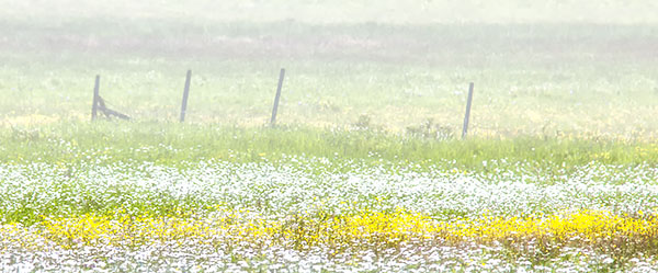 JUNE MEADOW, 2017 - BRUCE COUNTY - JUNE 2017