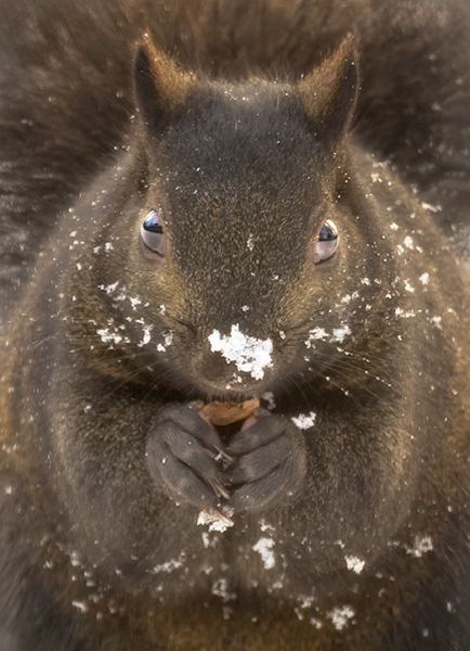 Squirrel In Winter - CREATURES