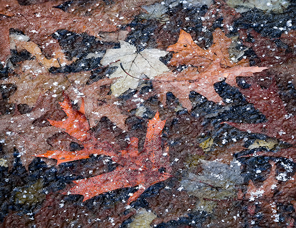 DECEMBER, BACKUS WOODS  #7 - WATERFORD SHOW, NOVEMBER 2018