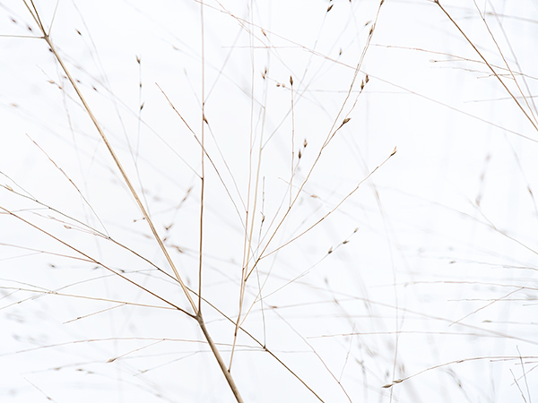 BEACH GRASS - LONG POINT - DETAILS