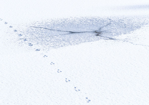 WINTER GLYPHS - PORT ROWAN - DETAILS