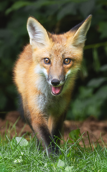 Red Fox Kit #11 - Foxes of Port Ryerse