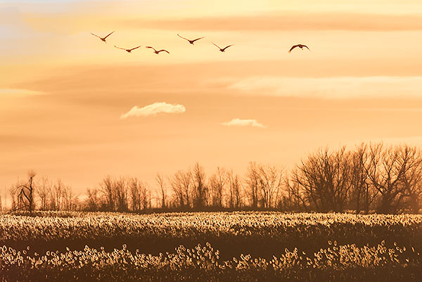 SANDHILL CRANES #2, 2019 - LONG POINT MARSH - AT HOME