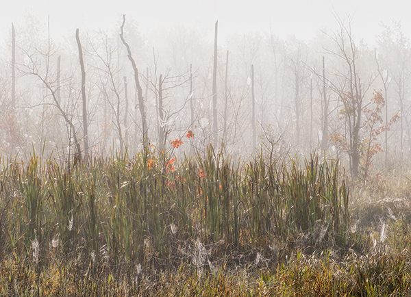 Webs and Rising Mist - Crane Lake Wetlands