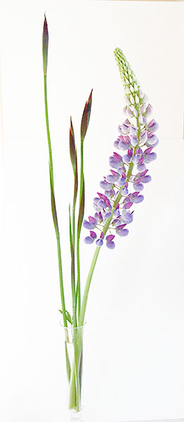LUPINE AND IRIS BUDS - FLORAL EXPRESSIONS