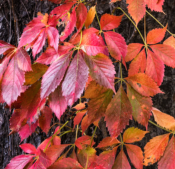 VIRGINIA CREEPER UP CLOSE - NORFOLK COUNTY - AUTUMN