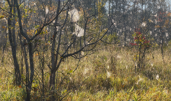 Backlit Webs #1 - Crane Lake Wetlands