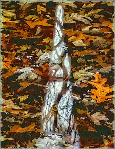 VERNAL POND, NOVEMBER - BACKUS WOODS, NORFOLK COUNTY - LARRY'S TENSET, 2014