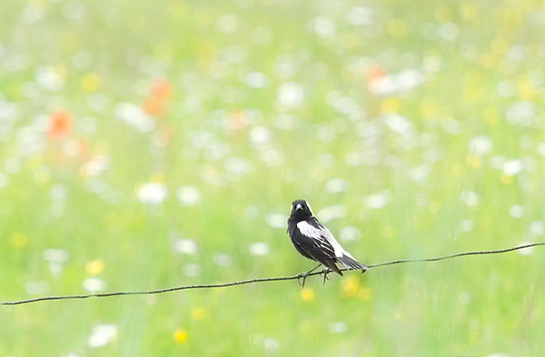 BOBOLINK, 2017 - BRUCE COUNTY - JUNE 2017