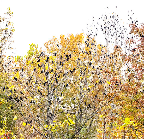 FALL GRACKLE MIGRATION - NORFOLK COUNTY - AUTUMN