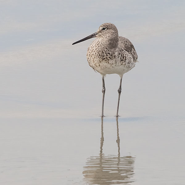 WILLET - HUNTINGTON STATE PARK, SC, SC - CREATURES