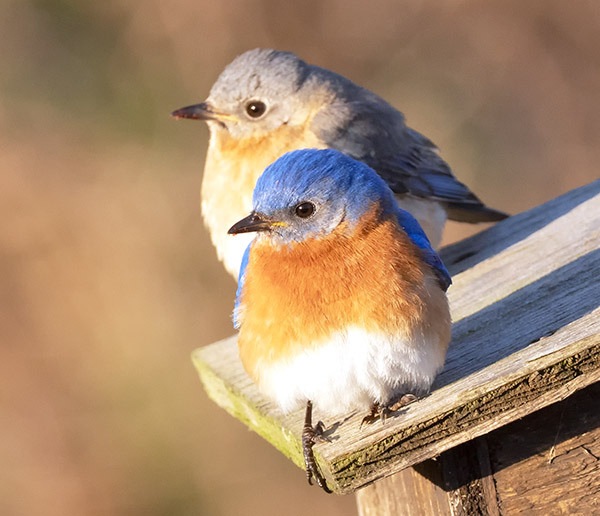 Eastern Bluebird Pair - New Works