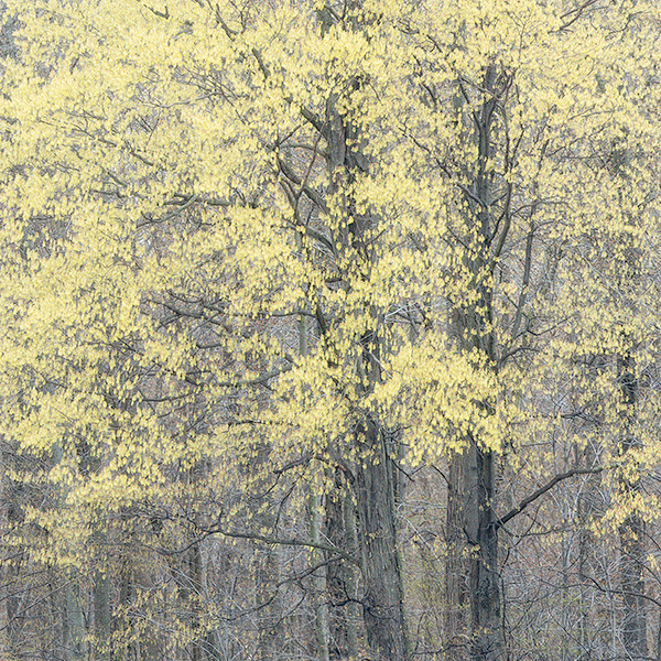 April, 2017 #8 - Norfolk County - SPRING