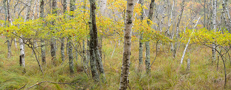 FALLSCAPE - ACADIA NP, MAINE - EAST COAST, OCTOBER, 2014