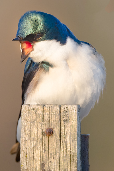 #5 - Tree Swallow Project