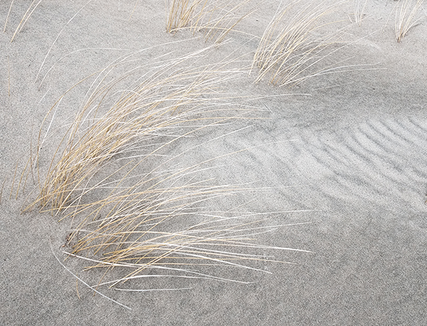 SAND & MARAM GRASS - LONG POINT BEACH - BAY & BEACH