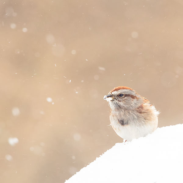 AMERICAN TREE SPARROW, WINTER 2017 - PORT RYERSE - CREATURES