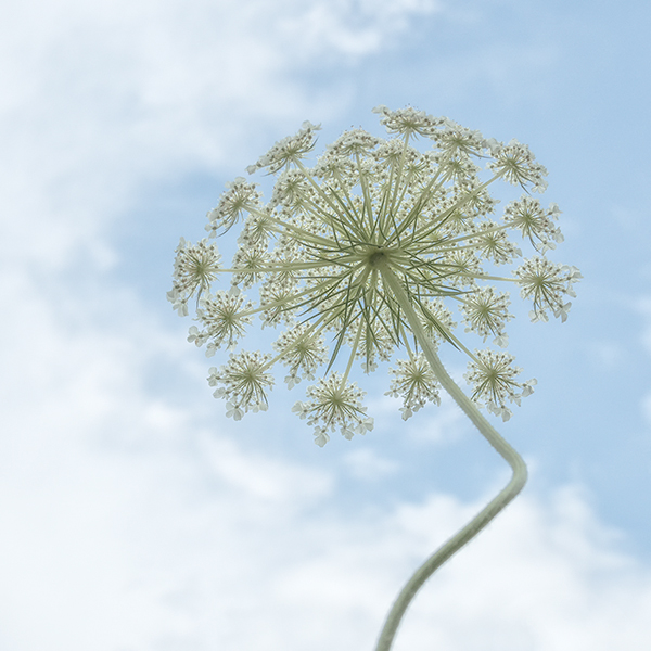 QUEEN ANNE'S LACE, 2017 - NORFOLK COUNTY - SUMMER