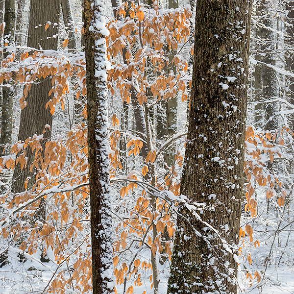 BACKUS WOODS, BEECH IN SNOW, 2018 - NORFOLK COUNTY - BACKUS WOODS- NORFOLK COUNTY