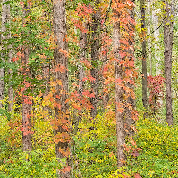 TREES WEEK #40 - 52 WEEKS - AN ENCOUNTER WITH TREES