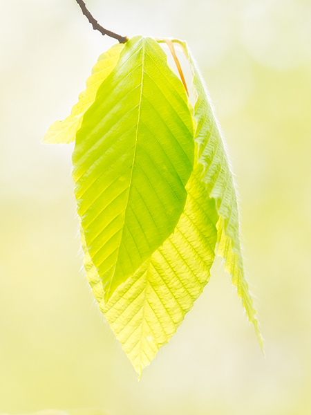 Emerging Beech Leaves - The Zen of Norfolk