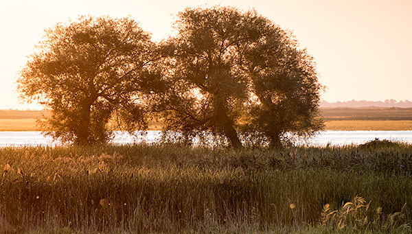 TREES WEEK #35 - 52 WEEKS - AN ENCOUNTER WITH TREES