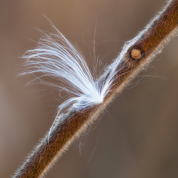 Milkweed on Sumac - THE BUG FARM PROJECT