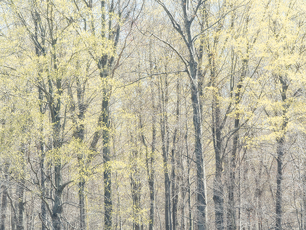 April, 2017 #2 - Norfolk County - SPRING