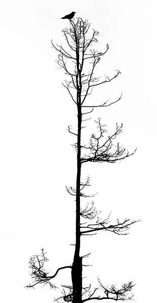 SNAG WITH CROW - ACADIA NP, MAINE - EAST COAST, OCTOBER, 2014