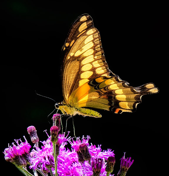 GIANT-SWALLOWTAIL - New Works