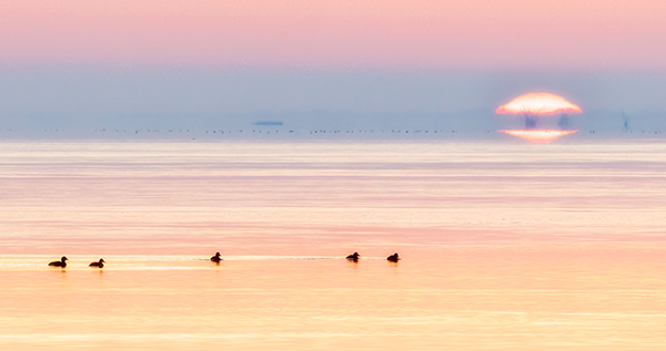 Spring Dawn--Inner Bay Long Point - My Book of Birds