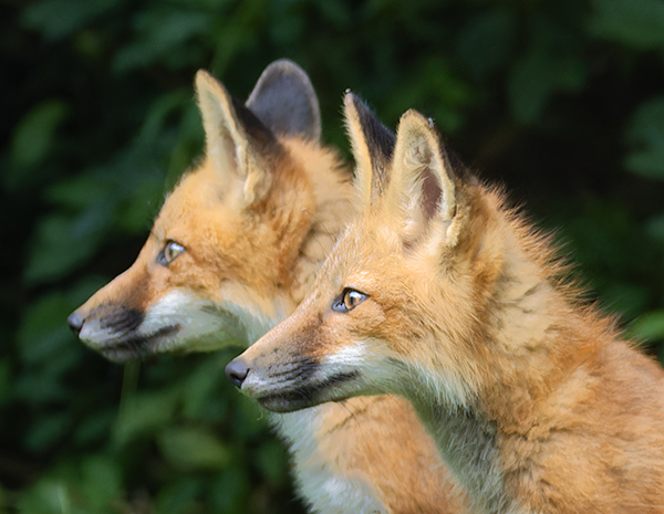Red Fox Kits #7 - Foxes of Port Ryerse