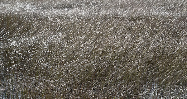 WETLAND - SINGING SANDS - THE BRUCE, OCTOBER 2018