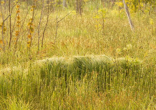 Wetland Morning-June #2 - Bruce Peninsula 2025