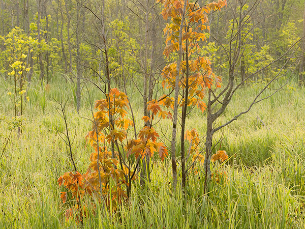 Wetland-June Morning - Bruce Peninsula 2025