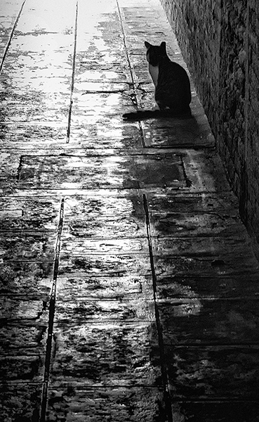 CAT IN SOTOPORTEGO - VENICE - VENICE IN B&W