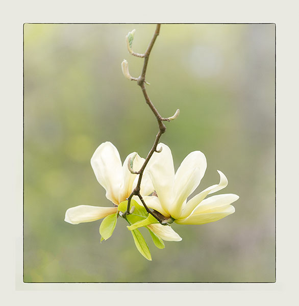 ELIZABETH MAGNOLIA #2 - PORT RYERSE - PORT RYERSE