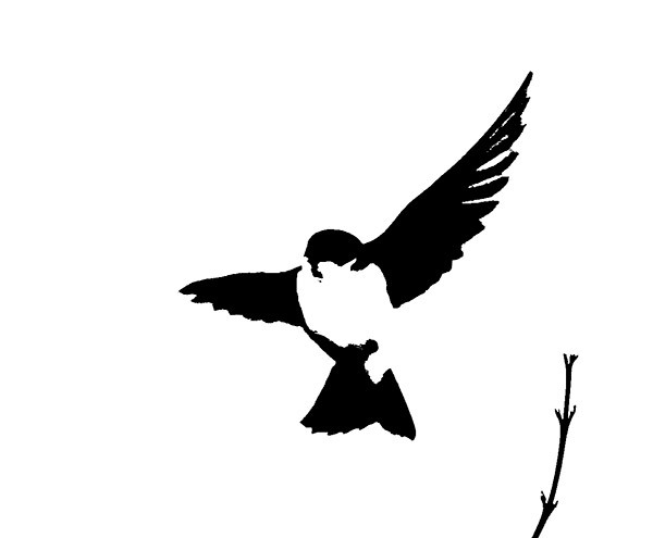 Tree Swallow Graphic - New Works
