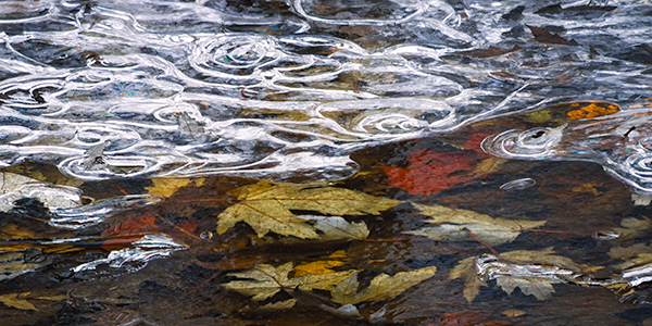 UNDER ICE #4 - NORFOLK COUNTY - BACKUS WOODS- NORFOLK COUNTY