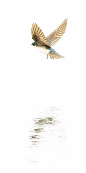 TREE-SWALLOW-ON-THE-WING - New Works