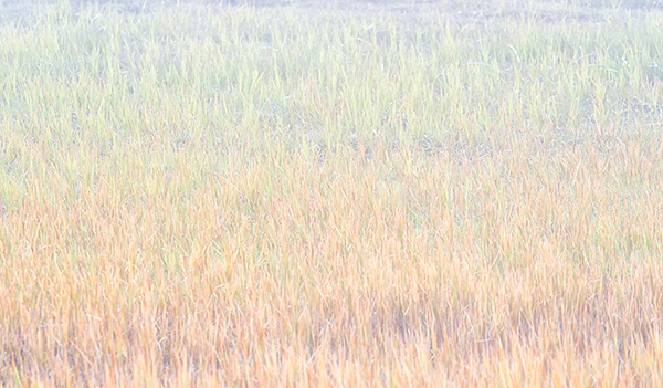 MARSH GRASS IN FOG - MUSGRAVE HARBOUR - NEWFOUNDLAND
