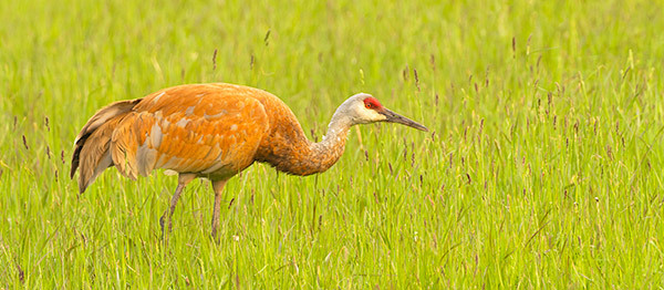 Sandhill Crane - Bruce Peninsula 2025