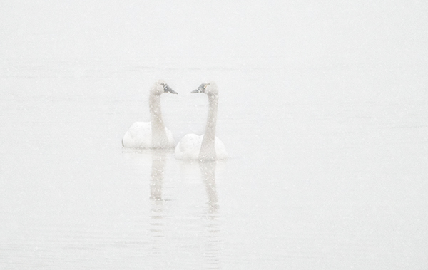 WHITE ON WHITE - LONG POINT - WINTER