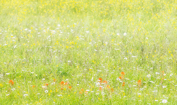 JUNE MEADOW #3, 2017 - BRUCE COUNTY - JUNE 2017