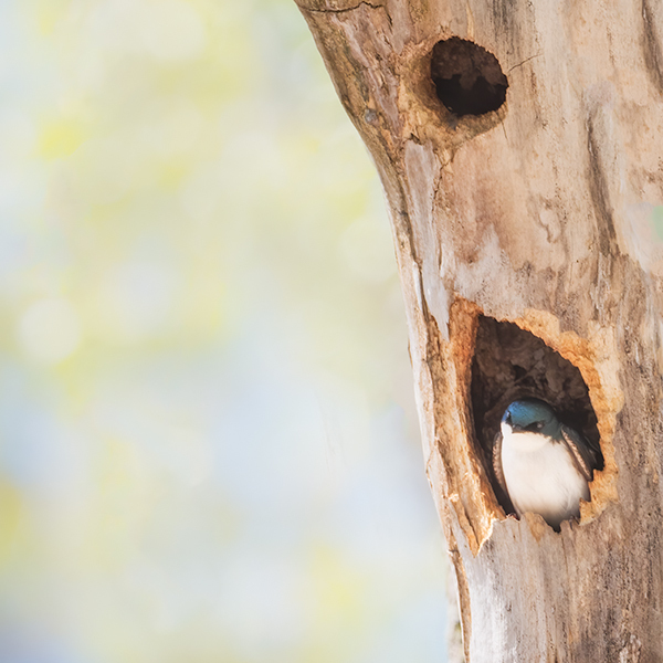 #3 - Tree Swallow Project