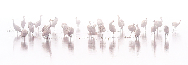 Sandhill Cranes In Spring Fog--Pano - Sandhill Cranes of Norfolk County
