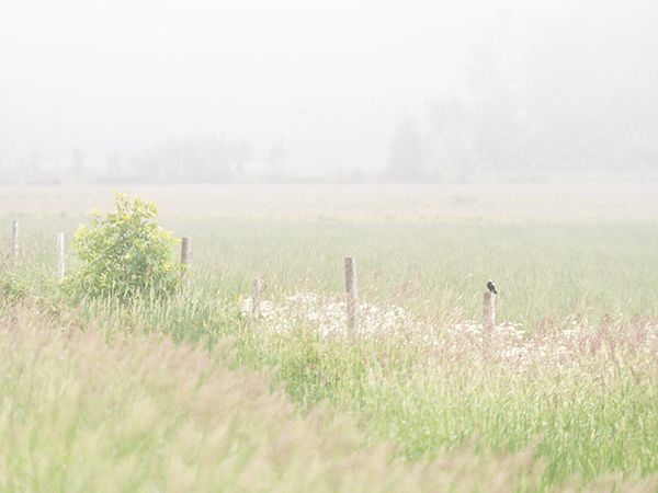 BOBOLINK IN FOG - BRUCE PENINSULA - THE BRUCE, JUNE 2018