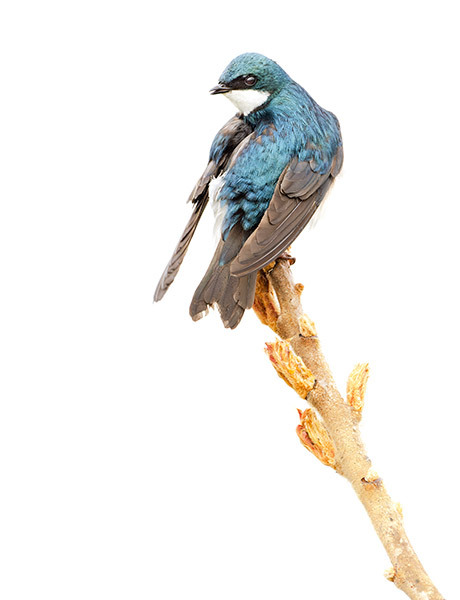 TREE-SWALLOW-IN-RAIN - New Works